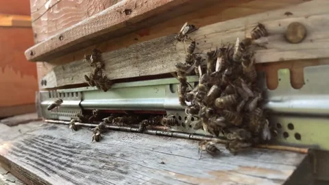 Busy bees, view of worker bees. Beehive Bees come out of the hive Stock Footage 210155584