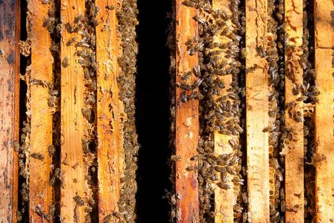 Busy bees, view of the working bees on honeycomb. Stock Photos
