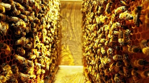 Busy bees working in hive with honeycomb, close up footage. Stock-Footage 341067718