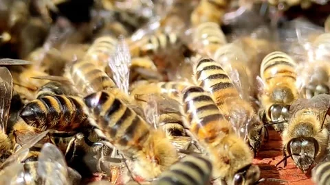 Busy Bees Working Inside the Hive Video stock 310058247