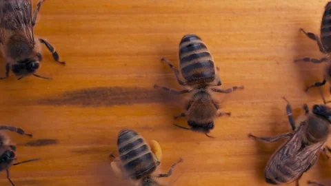 Busy bees on yellow hiev Video stock 70310486