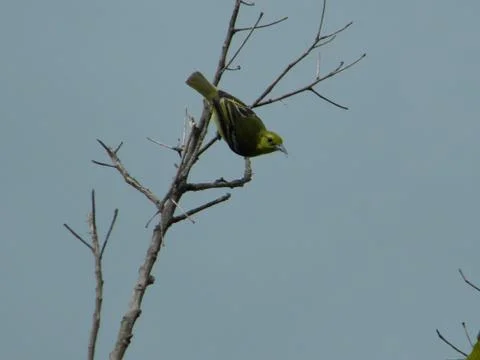 Busy bird Foto stock