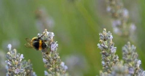 A busy bumble bee crawling up some lavender Stock Photos