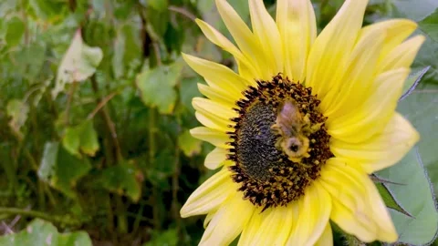 Busy bumblebee is completely covered in pollen as she works Vídeo Stock 272565276