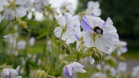 Busy Bumblebee Stock Footage 97947842