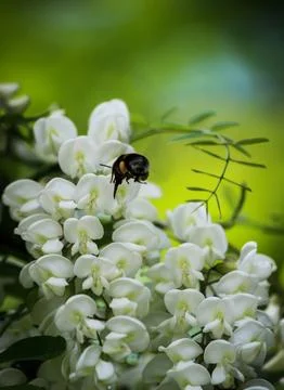 Busy Bumblebee Stock Photos