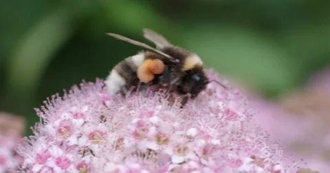 Busy bumblebee on a pink flower Stock Footage 245453345