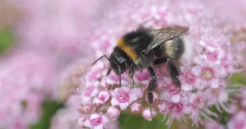 Busy bumblebee on a pink flower Stock Footage 245453979