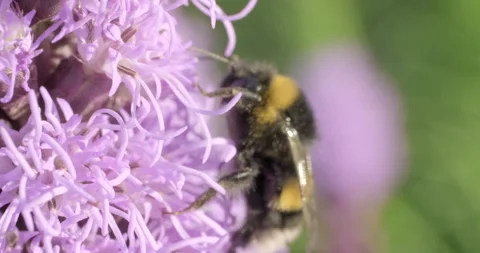 Busy bumblebee on a pink flower Stock Footage 246694711