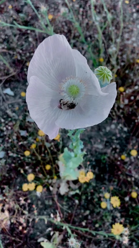 Busy bumblebee pollinating inside a beautiful white opium poppy flower in a mead Stock Footage 335923859