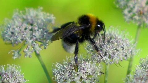 Busy Bumblebee Walking on a Flower Stock Footage 102628591