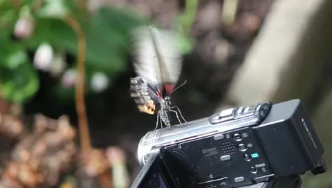 Busy butterfly Stock-Footage 10876369