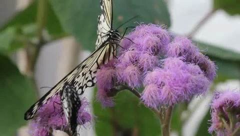 Busy butterfly Stock-Footage 10876375