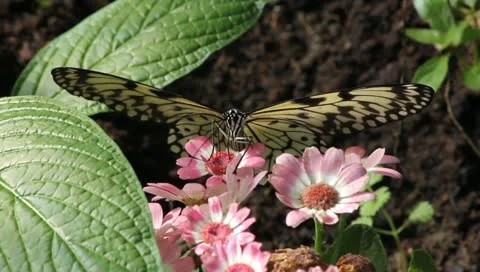 Busy butterfly Stock Footage 10876408