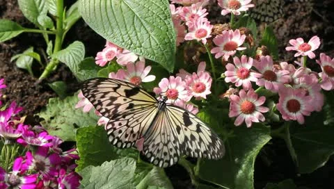 Busy butterfly Video stock 10876424