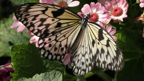 Busy butterfly Video stock 10876427