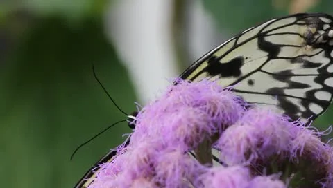 Busy butterfly Video stock 10876610