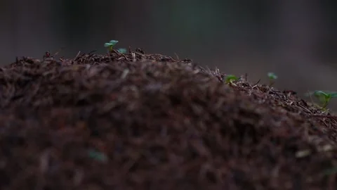 Busy close up of an anthill in a forest 4k 25fps video Stock-Footage 330109183