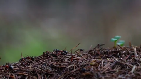 Busy close up of an anthill in a forest 4k 25fps video Stock Footage 330109230