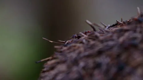Busy close up of an anthill in a forest 4k 25fps video Stock Footage 330109328