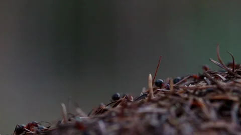 Busy close up of an anthill in a forest 4k 25fps video Stock-Footage 330109378