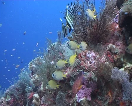 Busy Coral Reef Scene  Stock Footage 1092203