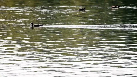 Busy Ducks on Pond Stock Footage 79416936