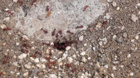 Busy Fire Ants Stock Footage 42858616