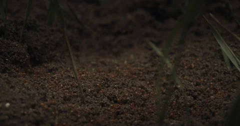 Busy forest ants on an anthill. Stock Footage 131732960