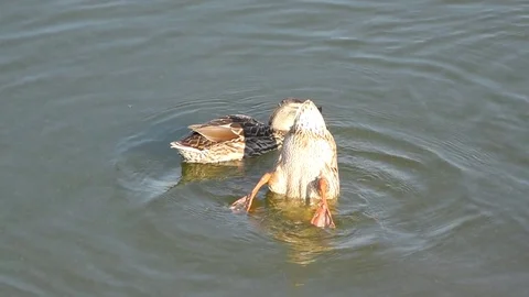 Busy Funny Ducks are Diving for Food in the Water Stock Footage 102628639