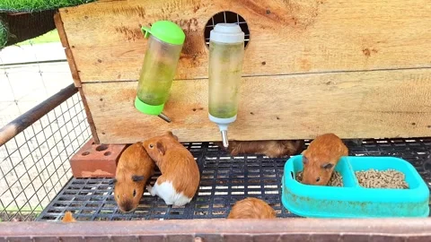 Busy Guinea Babies Stock Footage 310942255