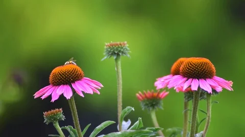 Busy happy working Bee Stock Footage 78853718