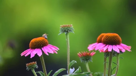 Busy Happy Working Bee in Spring Stock Footage 78874572