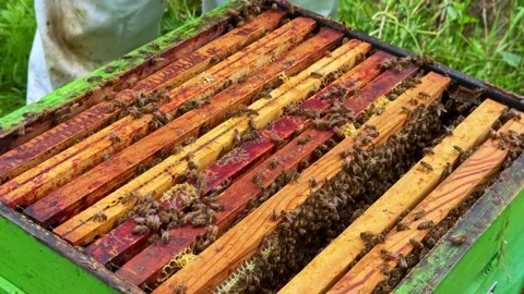 Busy honey bee colony inside an open beehive. Close up Stock Footage 334719883