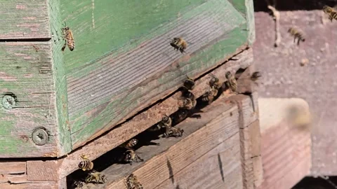 Busy Honey Bee Colony Returning to Wooden Hive Box Stock Footage 342029722