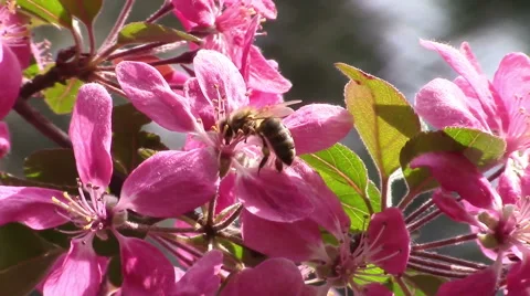 Busy honey bee Video stock 49543601
