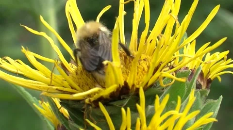 Busy honey bee gathering pollen on yellow horse-heal flower Stock Footage 59884132