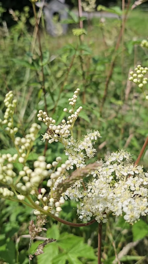 Busy honey bee pollinating white meadowsweet flowers Stock Footage 346504738