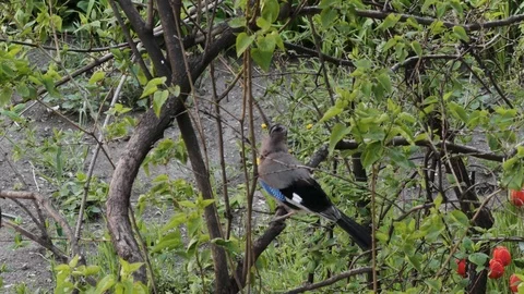 Busy jay, bird in tree, spring. Blue jay sitting on a branch and flying away. Stock Footage 107208091