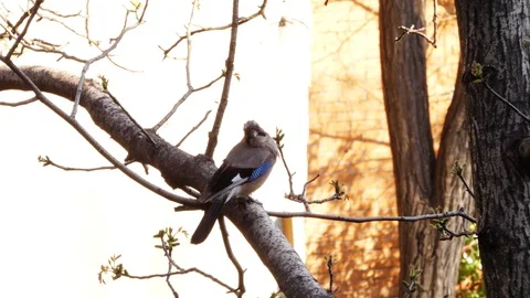Busy jay, bird in tree, spring. Blue jay sitting on a branch and flying away. Vídeo Stock 107208349