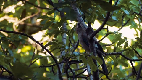 Busy jay, bird in tree, spring. Blue jay sitting on a branch and flying away. 動画素材 110705516