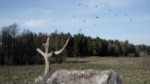 Busy landing area for returning flock of birds. Stock-Footage 295819484