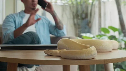 Busy Man Talking on Phone while His Python Resting on Table at Home Office Stock Footage 302231361