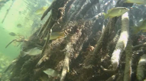 Busy mangrove roots Stock Footage 10718463