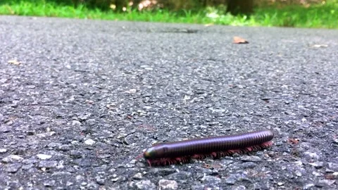 Busy Millipede Crosses Paved Path In A Georgia Park Stock Footage 138672154