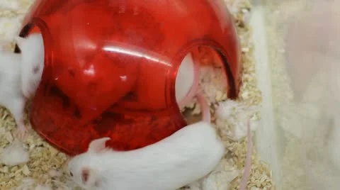 Busy Mouse house Stock-Footage 15444399