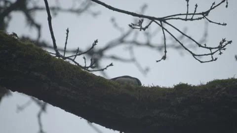 Busy Nuthatcher Seraching for Food on a Thick Tree Branch, Low Angle View Video stock 275389251