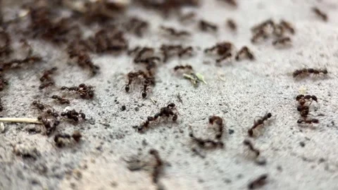 Busy Red Ants on Concrete Surface Stock Footage 281365198