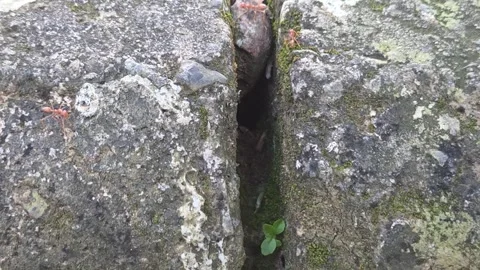 Busy red ants crawling rapidly around a deep dark crevice between two mossy Stock Footage 334161836