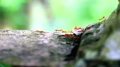 Busy red ants walking on tree branches Stock-Footage 279191438